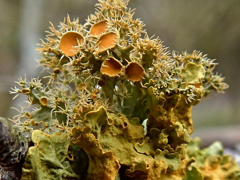 I'm lichen it: Rare lichen discovered near Lewes.